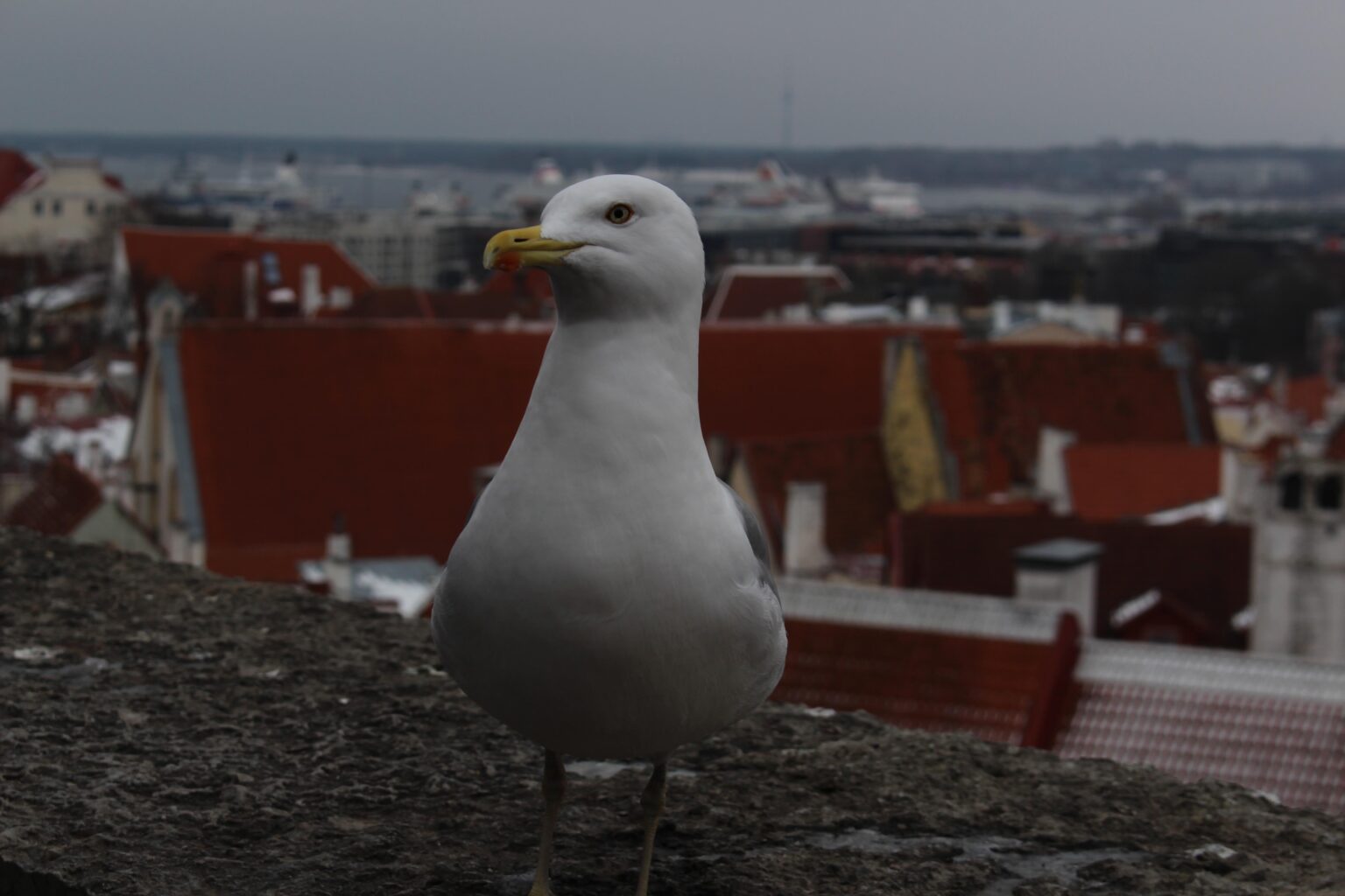 Lettisch hier, habe am vergangenen Wochenende Ihre schöne Hauptstadt Tallinn besucht und sich absolut verliebt. Ihre Möwen sind auch ziemlich fotogen!