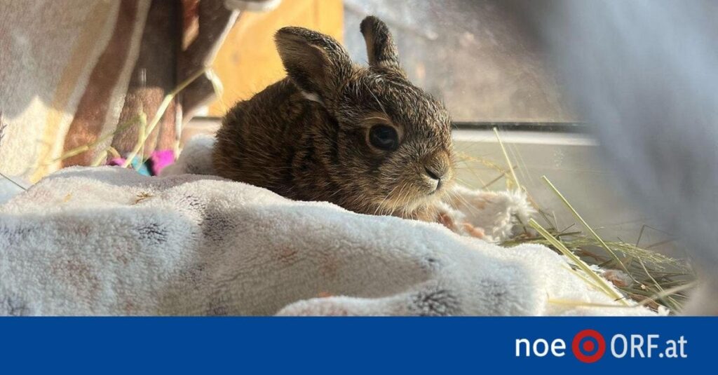Feldhasenjunge werden oft unnötig gerettet