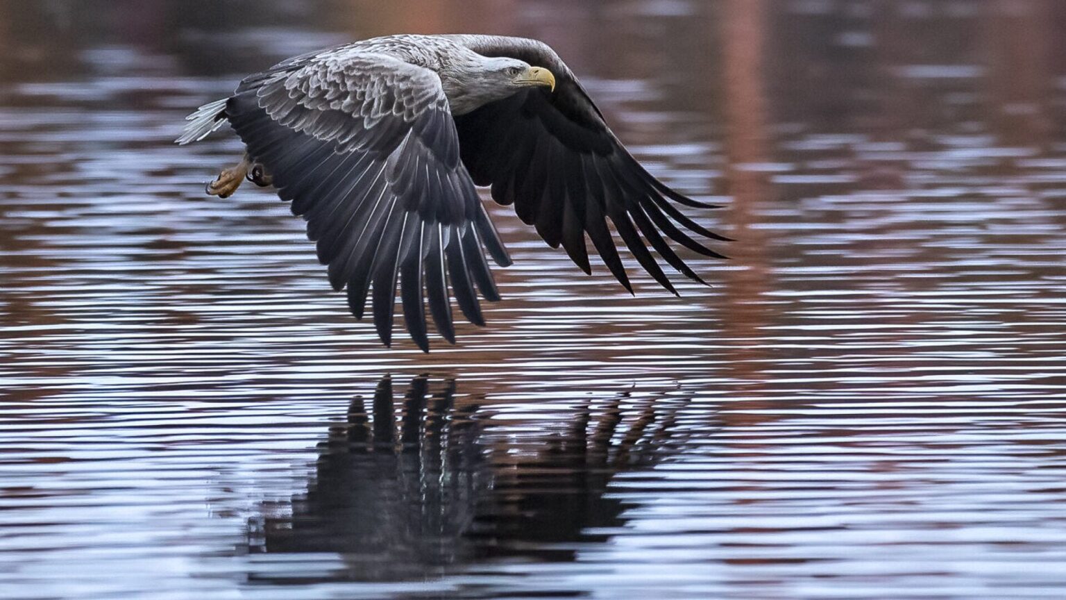 Zur Abwechslung mal gute Neuigkeiten: Die Population der Seeadler-Brutpaare in Österreich hat sich auf 90 verdoppelt.