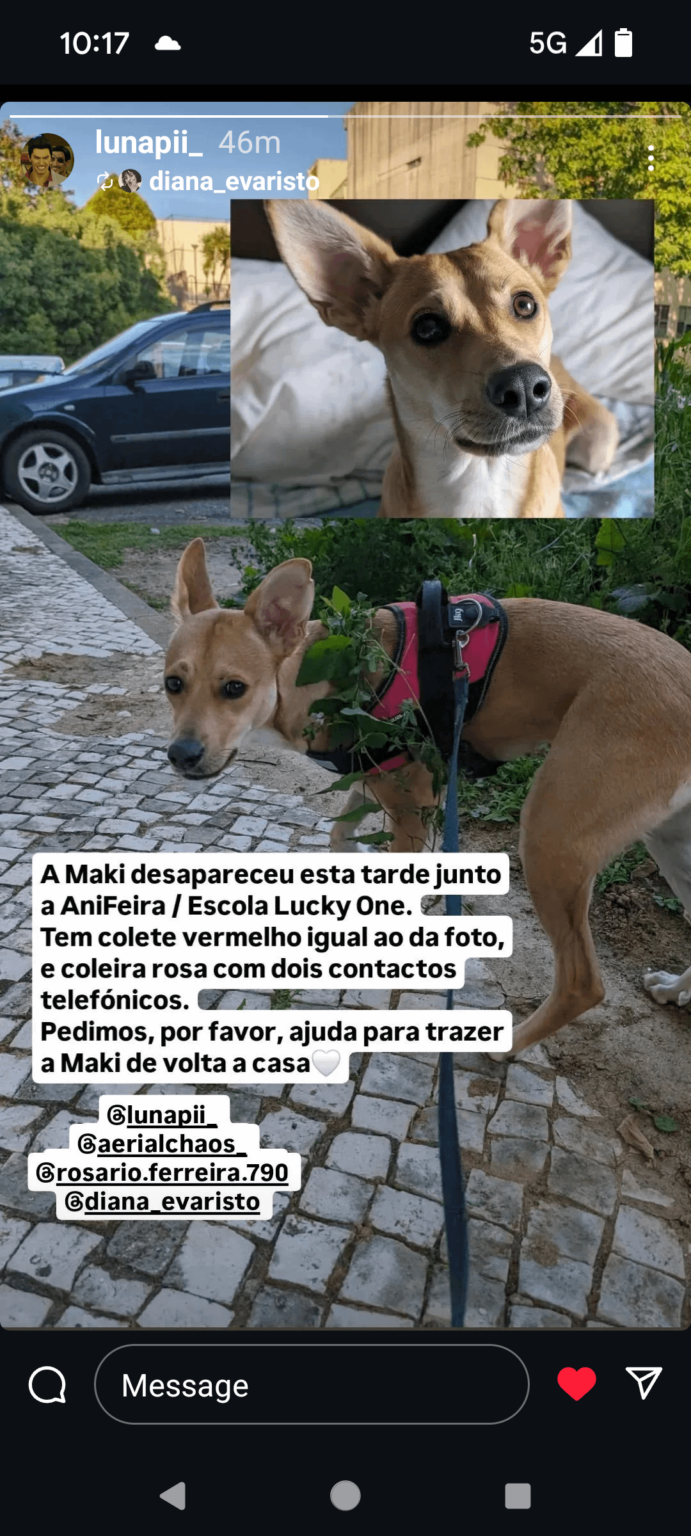 Vermisster Hund in Santa Maria da Feira/Mostrirô