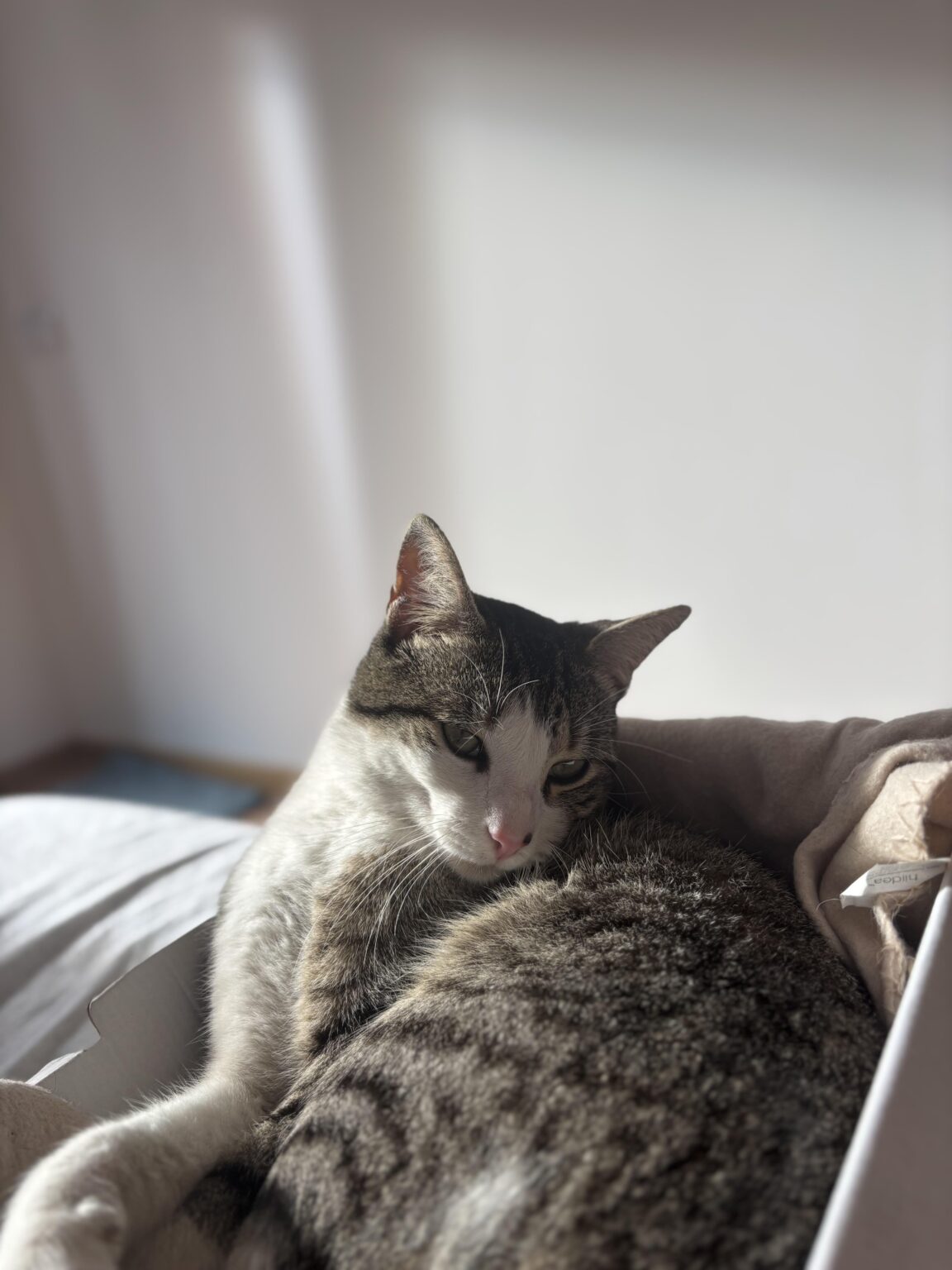 Katze wird zur verantwortungsvollen Adoption vergeben Katze wird zur verantwortungsvollen Adoption vergeben