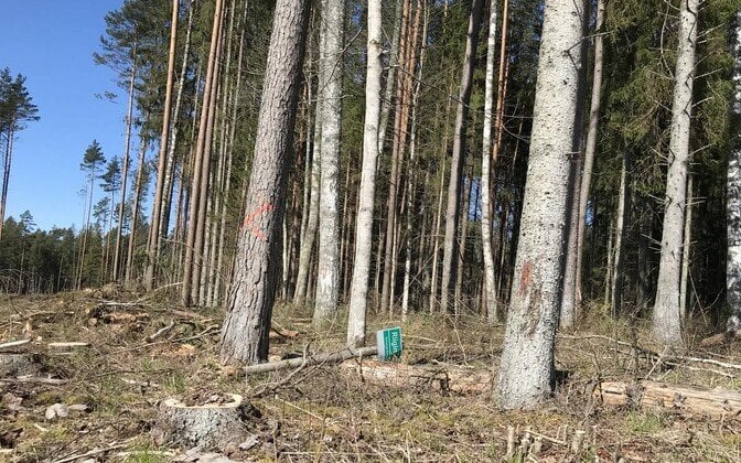 Nationales Audit -Büro: Der wertvolle Wald wurde aufgrund der Störung des Umweltbehörde zerstört