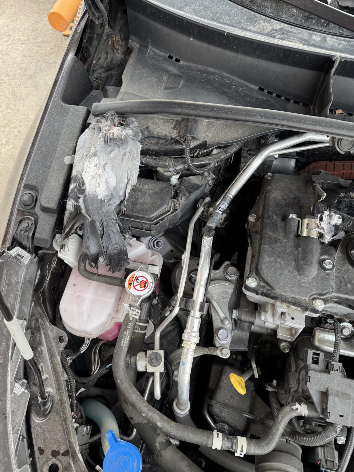 Ich fand eine Taube unter der Motorhaube und wie kam er dorthin?