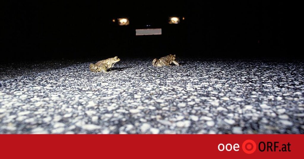 Warum langsames Fahren Kröten retten kann