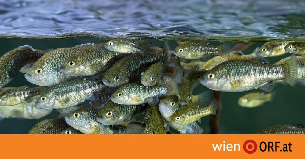 Fischumzug im Tiergarten Schönbrunn