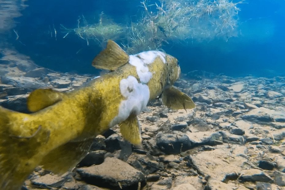 "Ökologischer Skandal", Forelle "durch Verschmutzung massakriert", Fluss "in Qual": Videos zum Zustand der Miete schaffen Empörung
