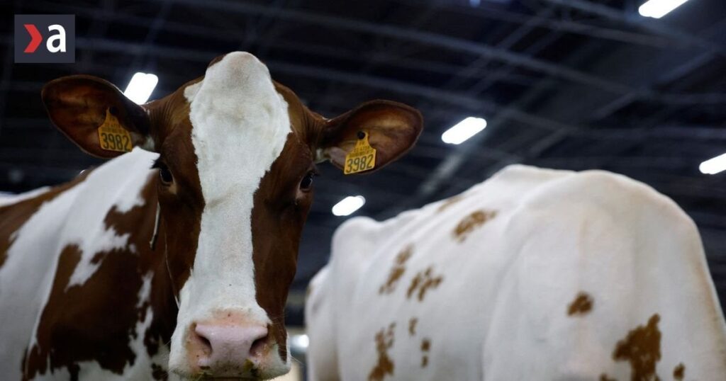 Der Klinker breitete sich am Donnerstag auf den Bauernhof aus, auf der Farm gibt es mehr als 3500 Kühe