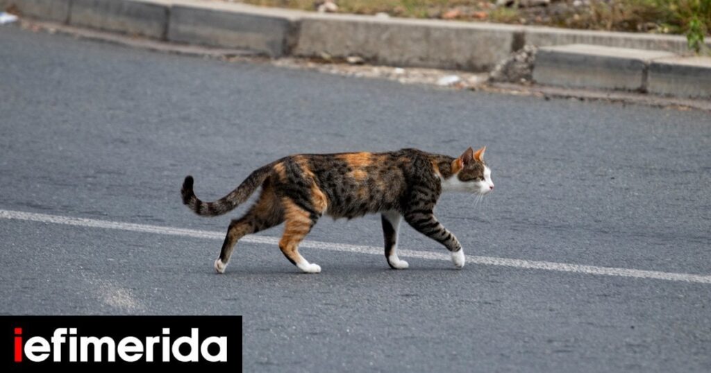 Thessaloniki: 60.000 Euro Geldstrafe zum Nachteil einer 56 -jährigen, die acht Katzen vergiftete