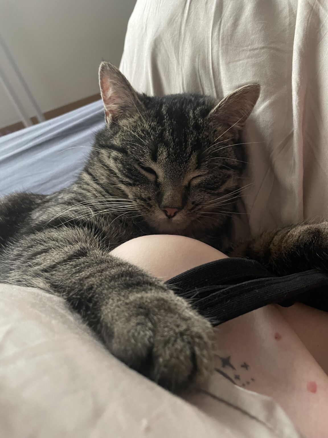 Kitty sucht ein Zuhause