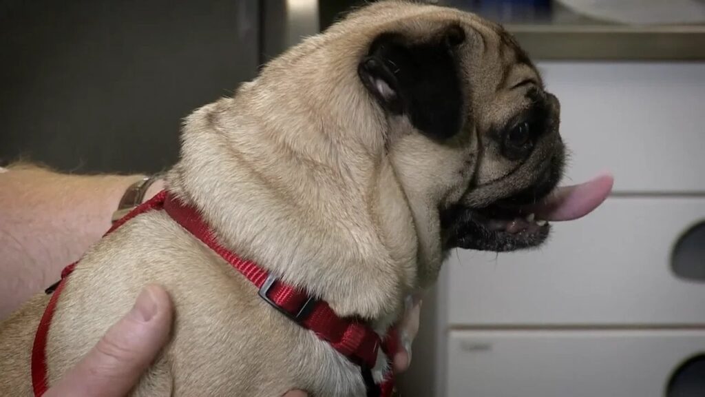 Leute die sich sauteure Zuchtkatzen/hunde kaufen und dann rumheulen dass sie dauernd beim Tierarzt sind Leute die sich sauteure Zuchtkatzen/hunde kaufen und dann rumheulen dass sie dauernd beim Tierarzt sind