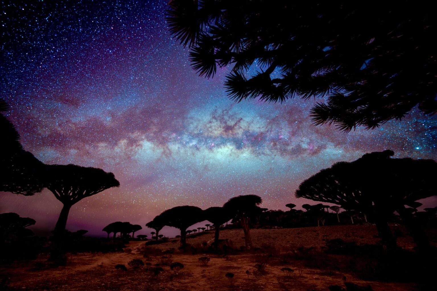 Der Blutbaum der Drachen ist für Socotra Island im Jemen endemisch. Ich habe die Nacht hier damit verbracht, die Milchstraße zu fotografieren! Dunkelster Himmel, den ich je gesehen habe (bisher)
