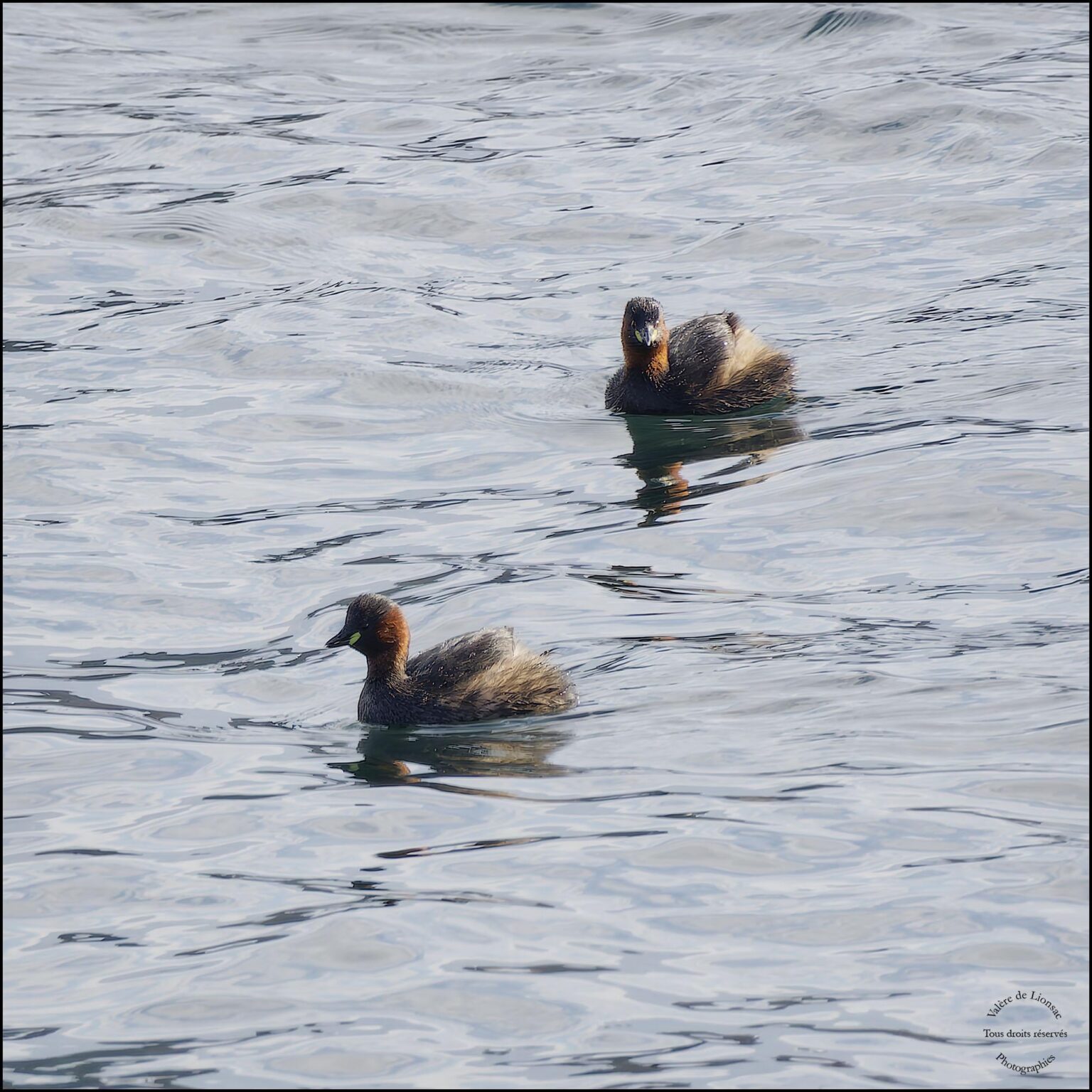 Ein Vogel unserer Seen: Castagneux Grebe (der kleinste)
