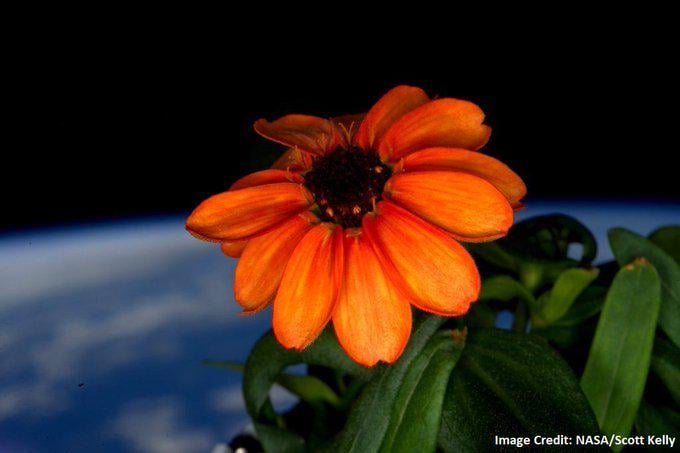 Erste Blume, die jemals vollständig im Weltraum gewachsen ist - gefangen von Astronaut Scott Kelly im ISS