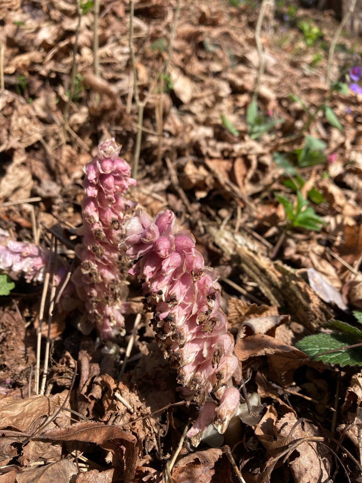 Können Sie mir bitte diese Blumen in der slowakischen Sprache nennen? Können Sie mir bitte diese Blumen in der slowakischen Sprache nennen?