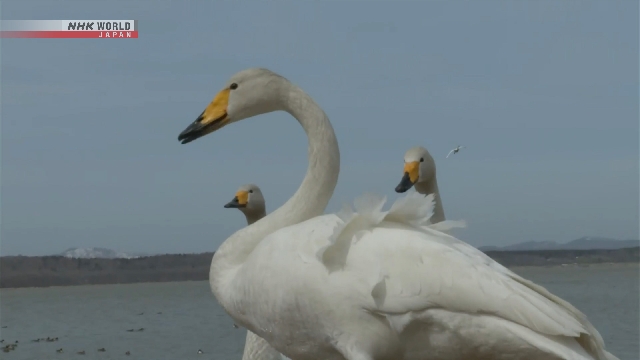 Tausende von Schwänen kommen am See in Nordjapan an
