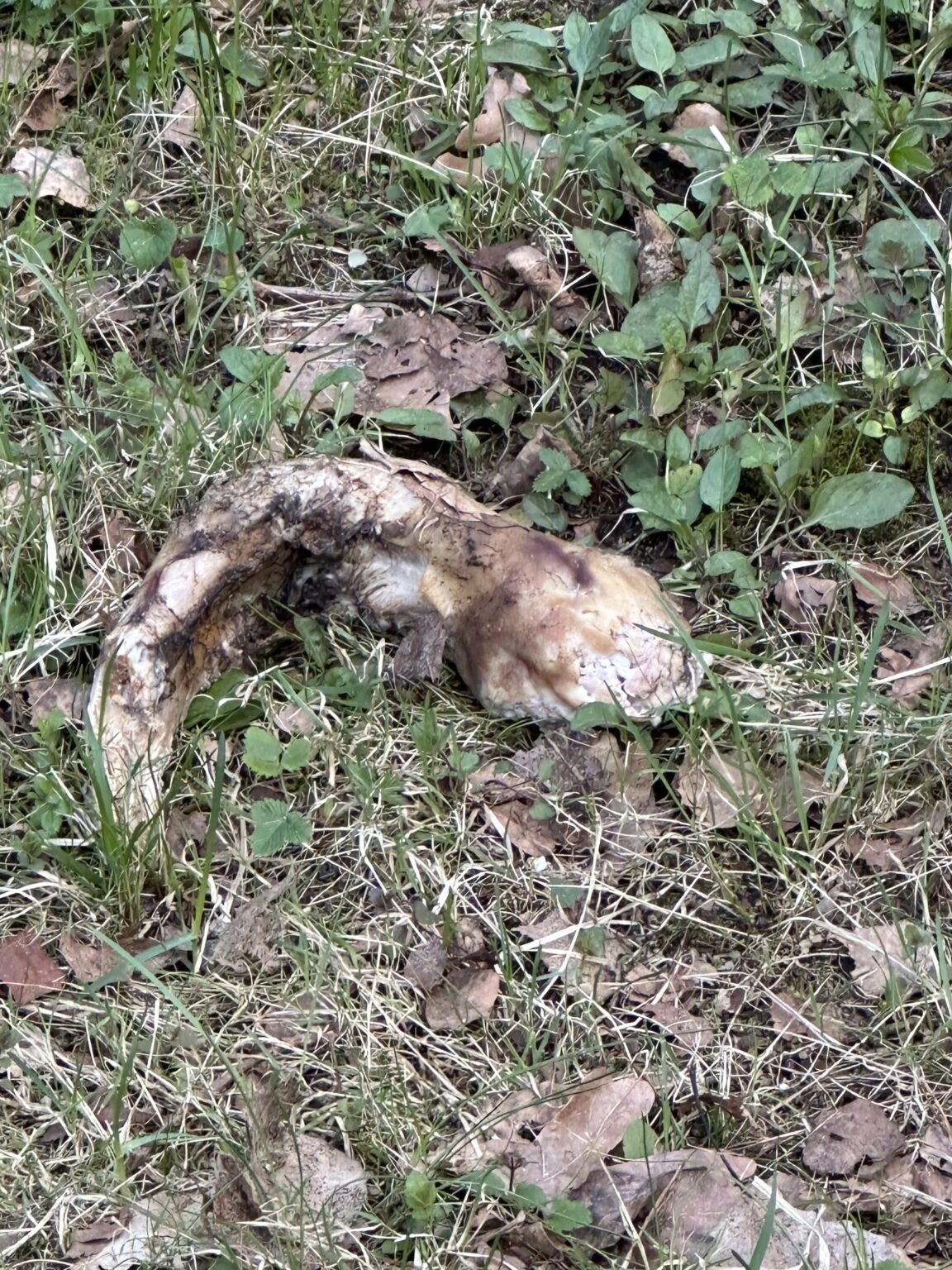Der Hund fand. Was ist/mit was ist das?