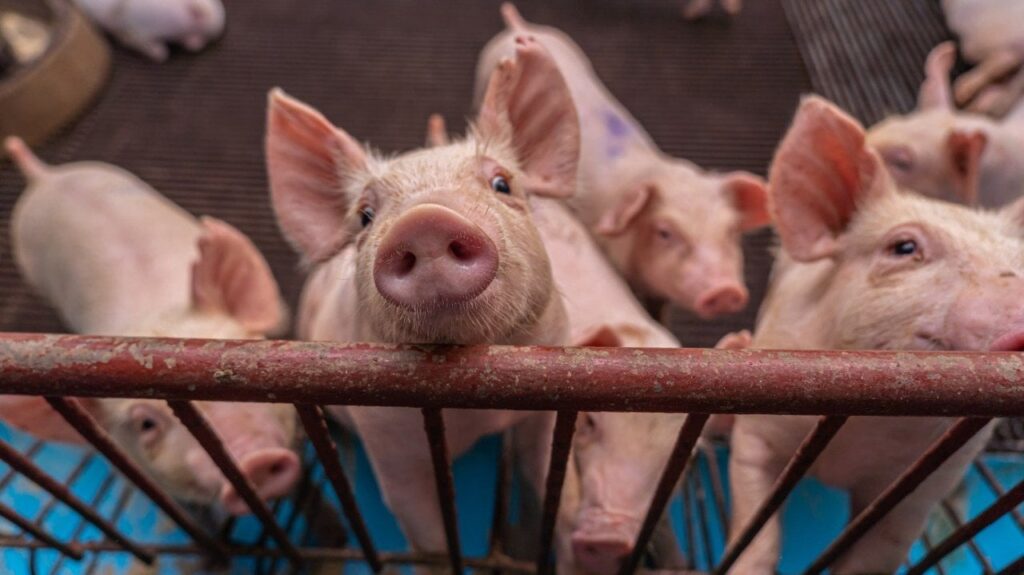 China storniert 12.000 Tonnen US -amerikanischer Schweinefleisch -Sendungen China storniert 12.000 Tonnen US -amerikanischer Schweinefleisch -Sendungen
