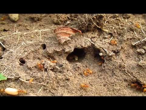Ameisen Video