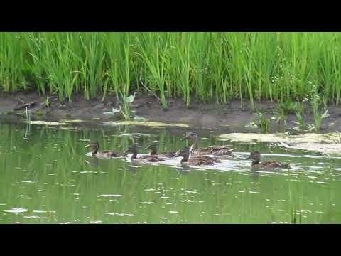 Naturvideo von Enten. Guten Abend :)