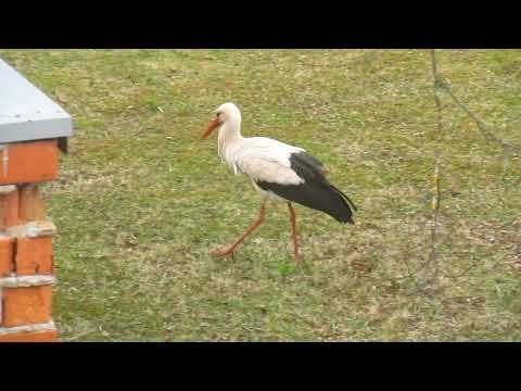 Der Storch des Videos