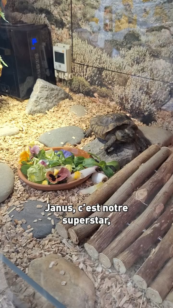 Janus, eine zweiköpfige Schildkröte, erreichte 27 Jahre alt