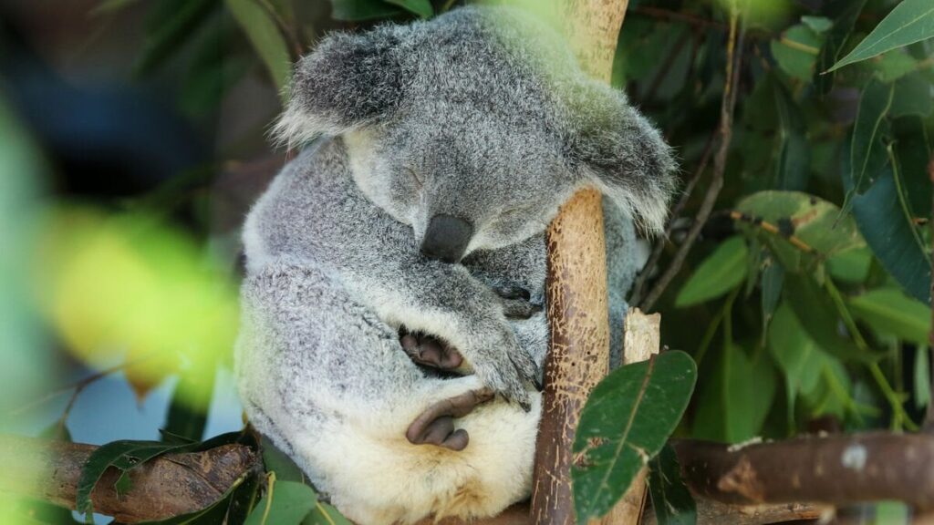 Über 750 Koalas, die von Hubschrauberelite -Schützen in Australien abgeschossen wurden
