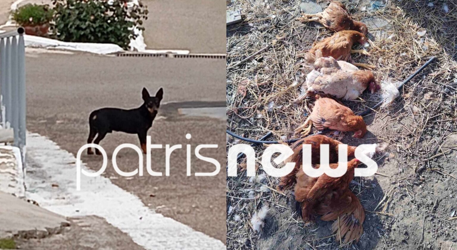Störung durch Hundeangriffe in Katsarou - Patris Ilia Zeitung