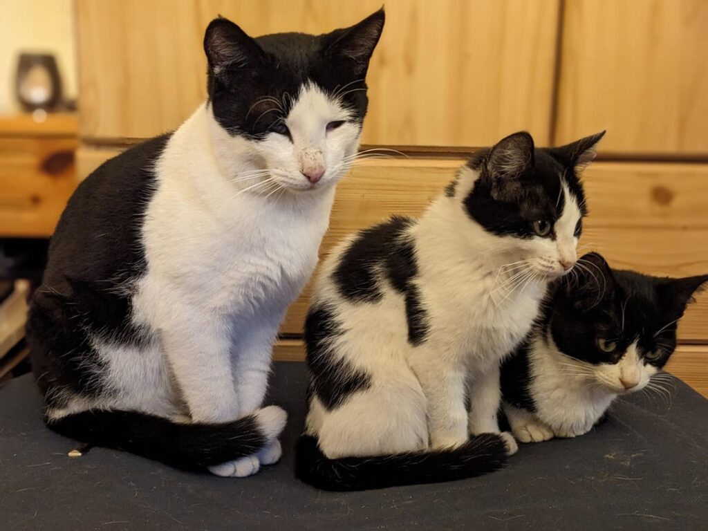 Außergewöhnlicher Gatthew Bros