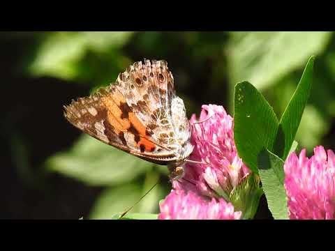 Habt einen schönen Abend. Hier ist ein Video eines Schmetterlings