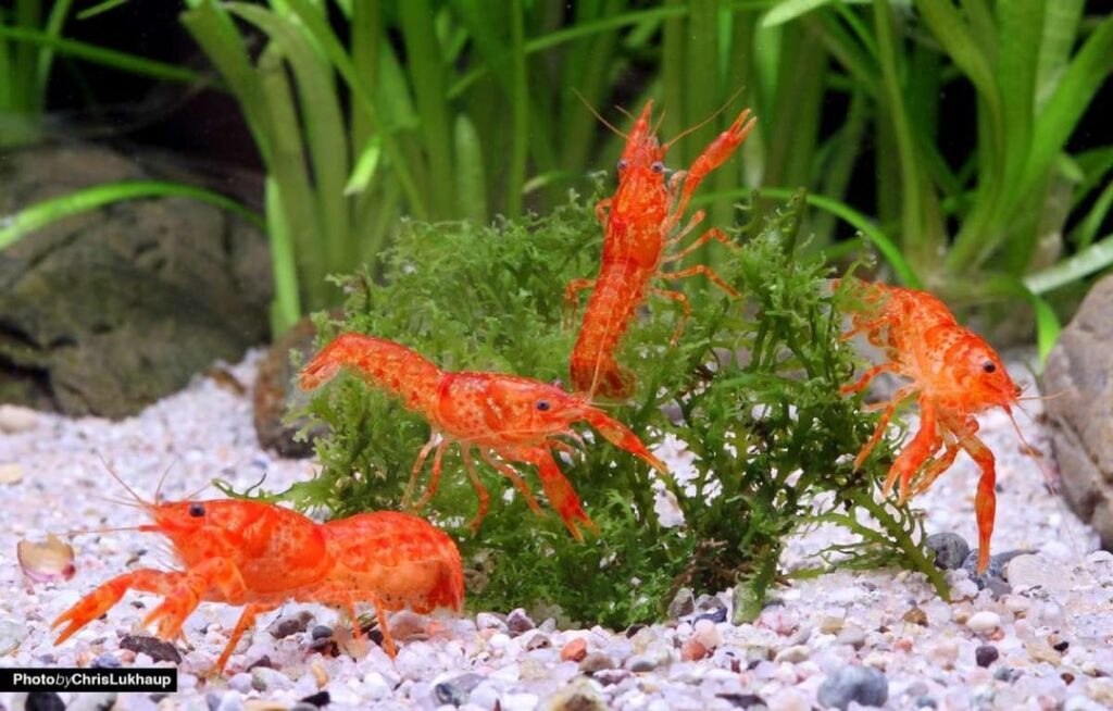 Garnelen/ kleine Flusskrebs im Aquarium Garnelen/ kleine Flusskrebs im Aquarium