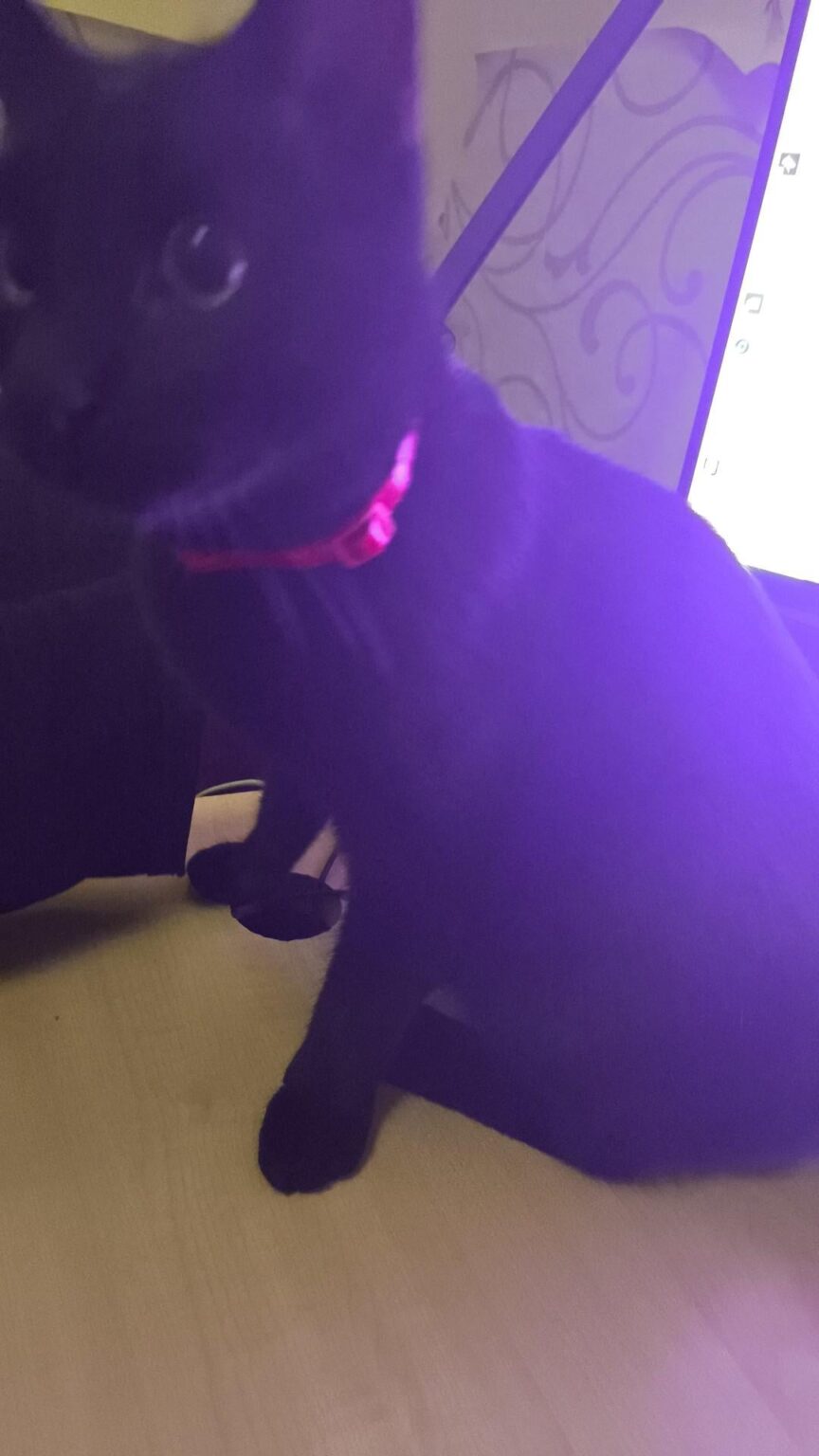 Ich fand Katze eine Hilfe Ich fand Katze eine Hilfe