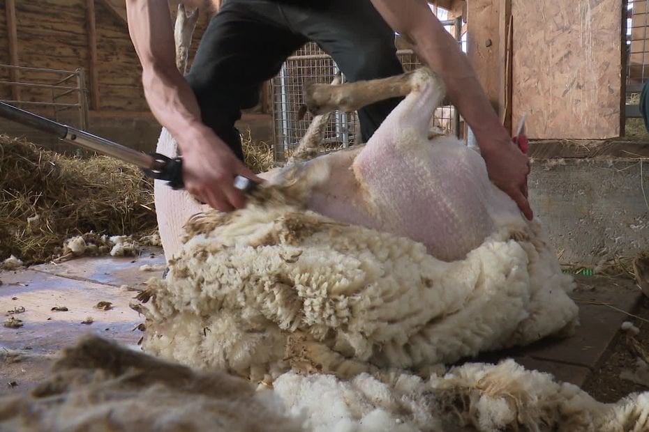 Was tun mit der Wolle von Schafen, die so wenig geschätzt werden? Diese Landwirte wollen Europa bewegen Was tun mit der Wolle von Schafen, die so wenig geschätzt werden? Diese Landwirte wollen Europa bewegen