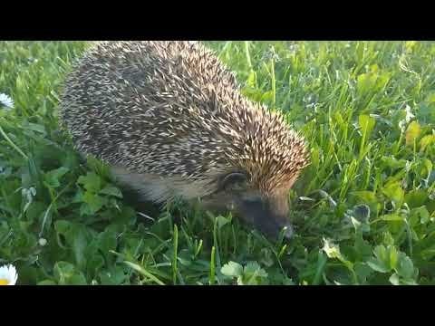 Video Igel. Hochzeitsmorgen :)
