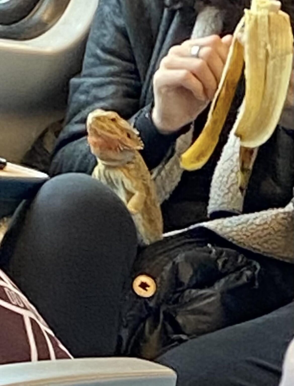 Haben Sie einige seltsame Fotos aus öffentlichen Verkehrsmitteln? Haben Sie einige seltsame Fotos aus öffentlichen Verkehrsmitteln?