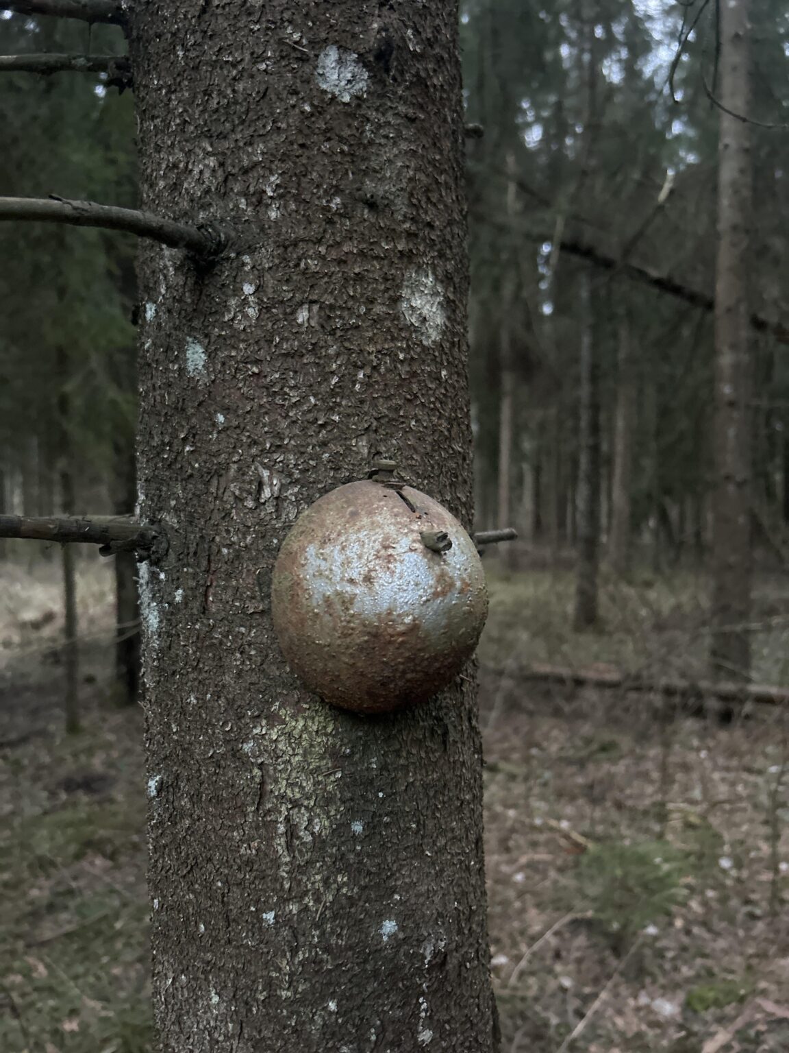 Ich fand es im Wald. Jemand weiß, was es ist?