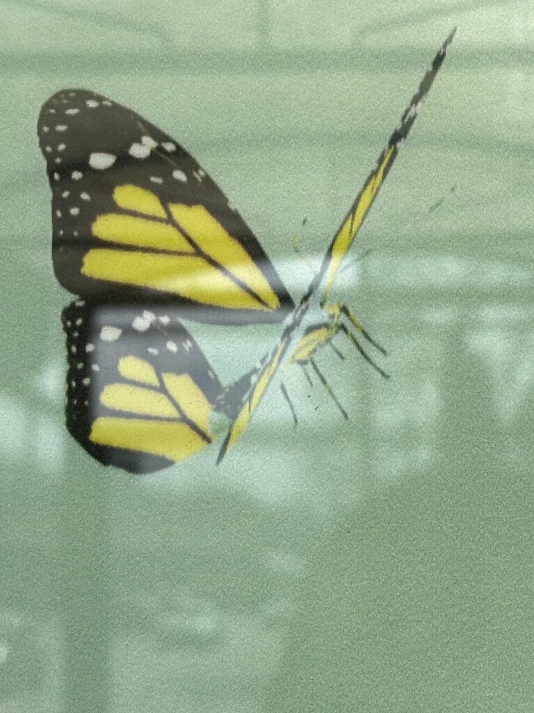 Ein Schmetterling auf der Hansaplant -Werbung
