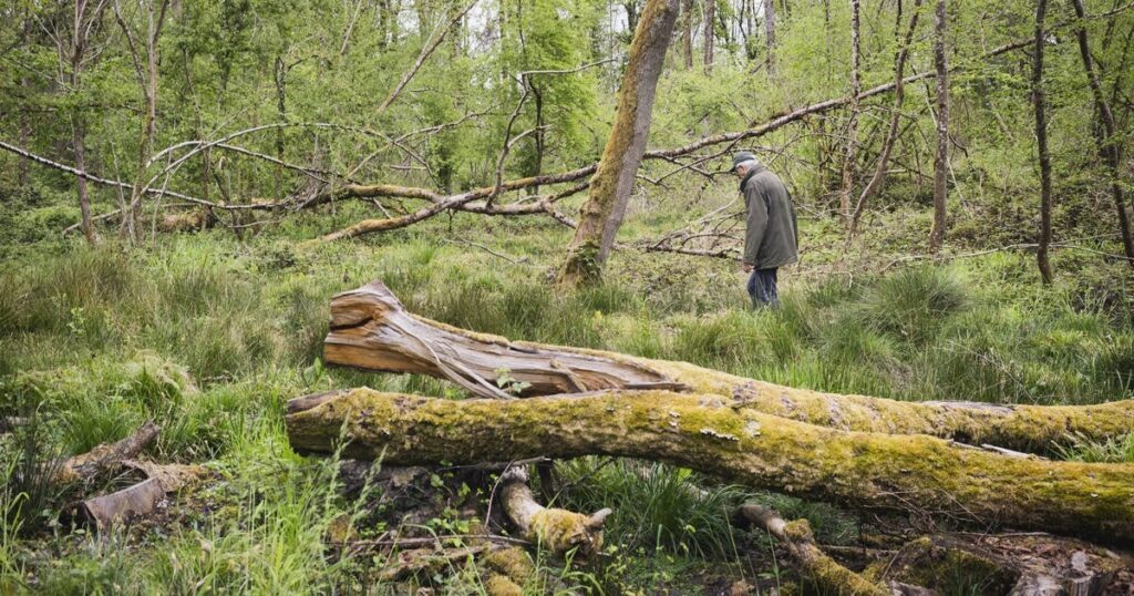 Das besorgniserregende Phänomen des Holzdiebstahls in privaten Wäldern: "Es ist ein Gemetzel, sie haben mich entzogen."