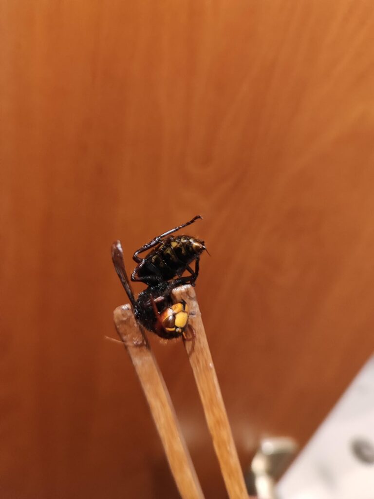Was ist das für die Hornets?