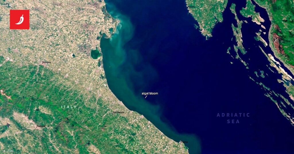 Das Bildblüten des Meeres im Norden der Adria ist aus dem Weltraum aus zu sehen. Wissenschaftler ziehen in eine Aufklärung ein Das Bildblüten des Meeres im Norden der Adria ist aus dem Weltraum aus zu sehen. Wissenschaftler ziehen in eine Aufklärung ein