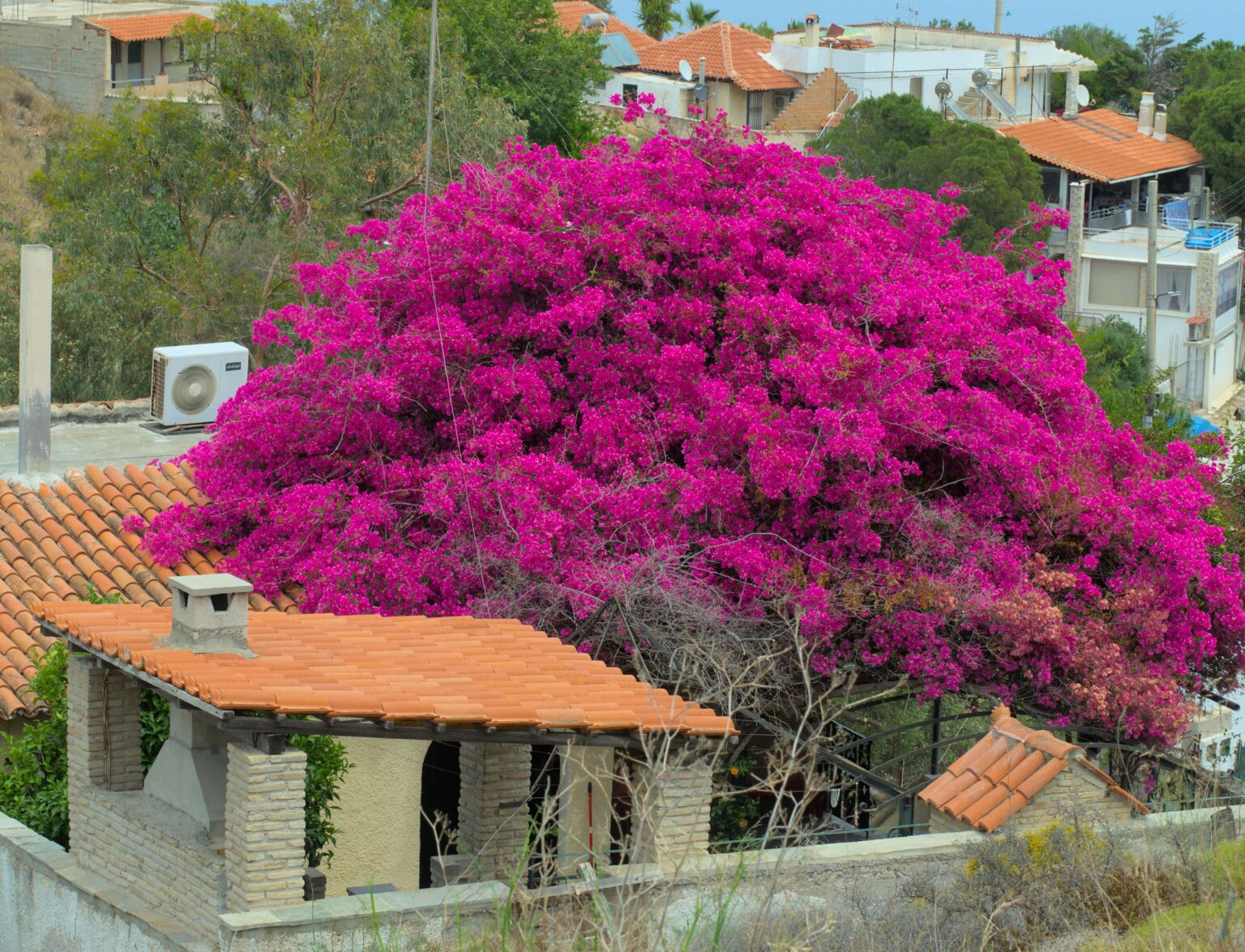 Haus wird von Bougainvillea Tree übernommen - schönes Griechenland!