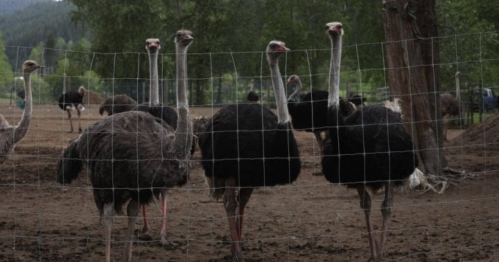 RFK Jr. bittet die kanadische Regulierungsbehörde, Ostrich Cull auf der BC Farm zu überdenken