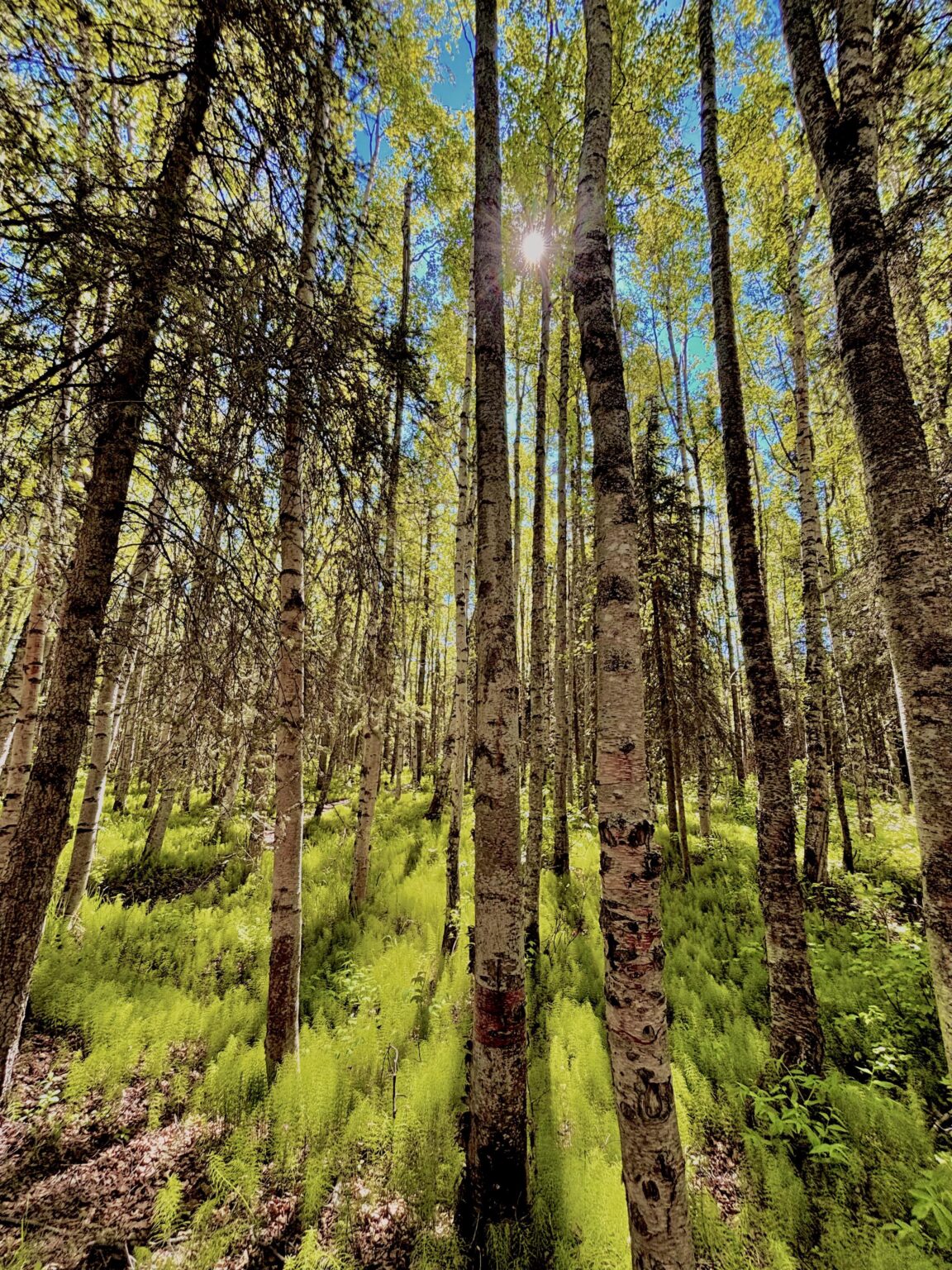 Sonne durch die Bäume in Alaska