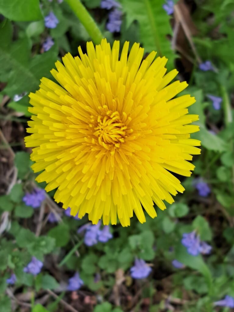 Dies könnte das platonische Ideal eines Löwenzahns sein, und mit den kleinen lila Blüten dahinter erinnert es mich an ein Sonne -und Sterne -Motiv.