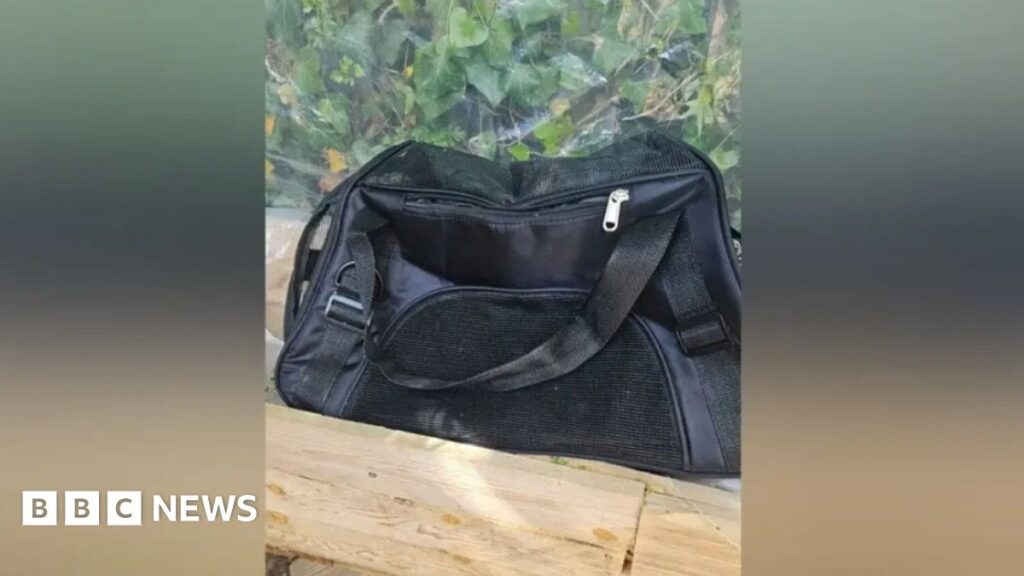 Teenager geben zu, Kätzchen in Ruislip - BBC News zu quälen und zu töten
