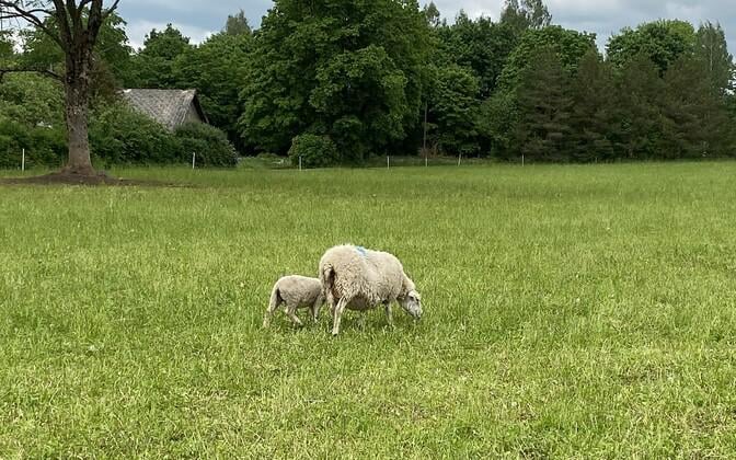 In Tartu County machten die Wölfe eine außerordentlich große Pause pro Frühling
