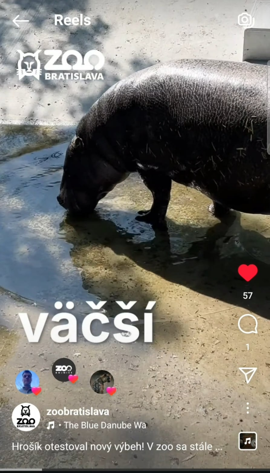 Neues Pygmy -Hippo -Gehege im Bratislava Zoo Neues Pygmy -Hippo -Gehege im Bratislava Zoo