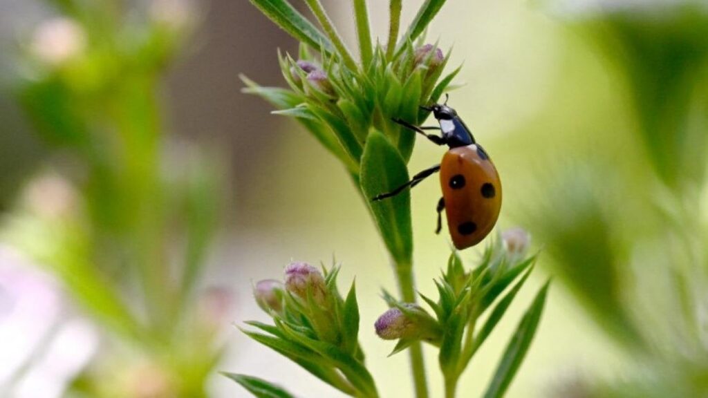 "Diese Zahlen sind erschreckend. Es ist völlig verrückt, dass wir nicht mehr darüber sprechen": Die Anzahl der Insekten bricht in Europa zusammen