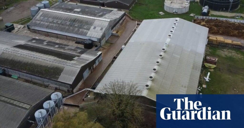 Großbritannien Supermärkte Suspendieren Vorräte von Lincolnshire Pig Farm wegen Grausamkeitsansprüche Großbritannien Supermärkte Suspendieren Vorräte von Lincolnshire Pig Farm wegen Grausamkeitsansprüche