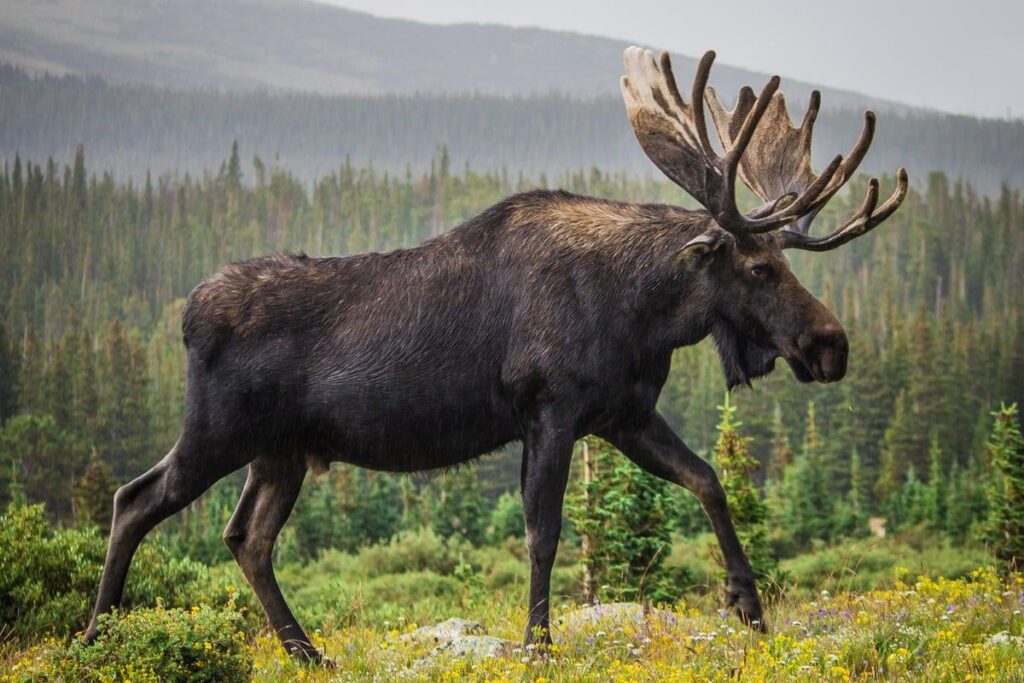 Elk könnte nach 3.000 Jahren im neuen Neuwildplan nach Großbritannien zurückkehren
