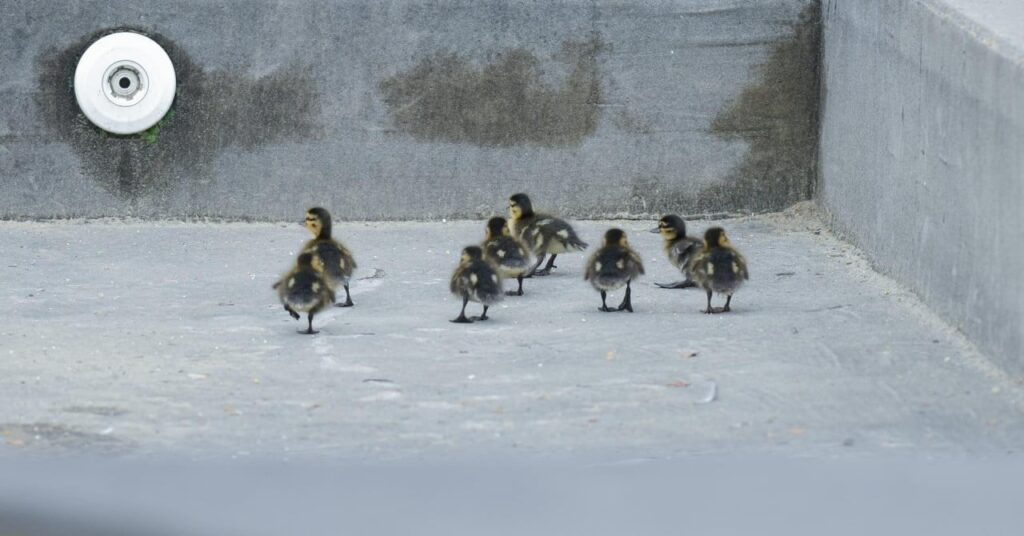 Happy End: Verlassene Vögel adoptierten eine wilde Ente und ihre Familie aus der Medulin -Pfütze Happy End: Verlassene Vögel adoptierten eine wilde Ente und ihre Familie aus der Medulin -Pfütze
